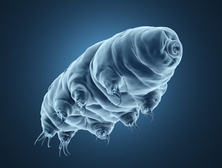 পৃথিবীর সবচেয়ে শক্তিশালী প্রানী Tardigrades