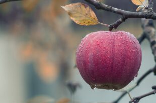 apple আপেল খাওয়ার স্বাস্থ্য উপকারিতা