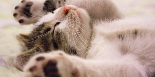 দ্রুত ঘুমিয়ে পড়ার উপায়